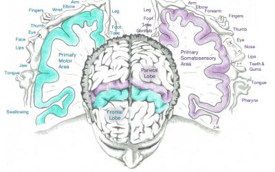 Sensory Input Drives Motor Output – “You gotta feel it to move it!”