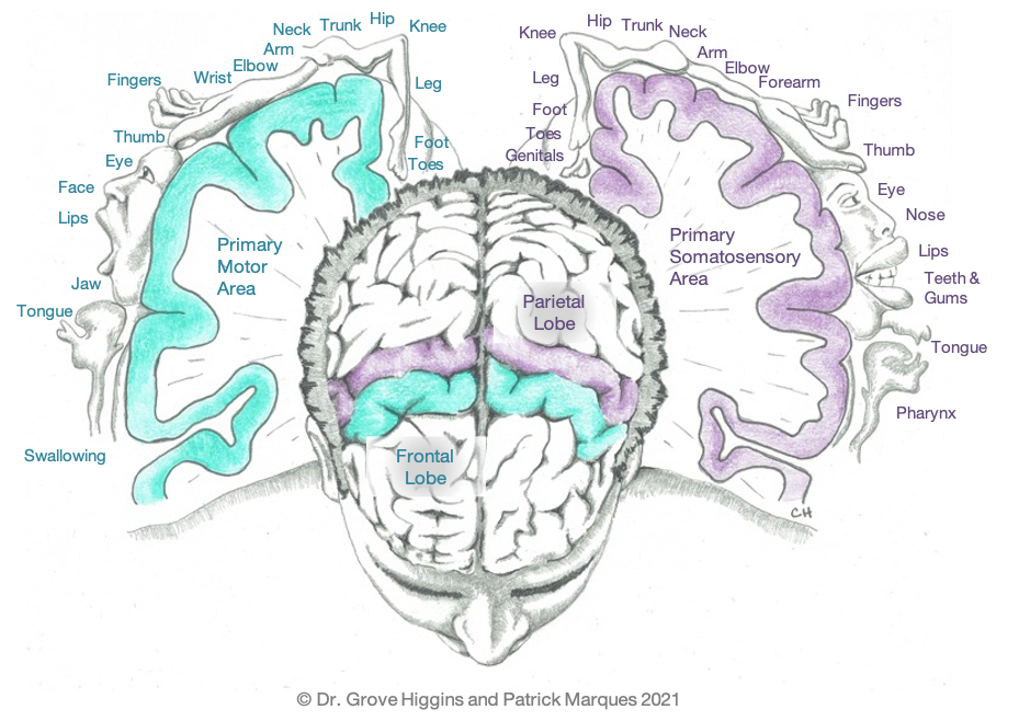 Sensory Input Drives Motor Output – “You gotta feel it to move it!”